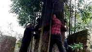 Lão nông dân phát hiện 3 cây gỗ quý hơn 1.000 năm tuổi trong vườn nhà, thương gia ra giá hơn 900 tỷ đồng vẫn quyết không bán