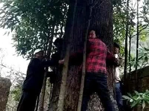 Lão nông dân phát hiện 3 cây gỗ quý hơn 1.000 năm tuổi trong vườn nhà, thương gia ra giá hơn 900 tỷ đồng vẫn quyết không bán
