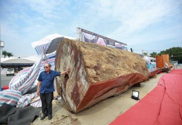 Khúc gỗ cẩm lai châu Phi tuổi thọ 5.000 năm, từng được rao bán hơn 10 tỷ đồng tại Việt Nam