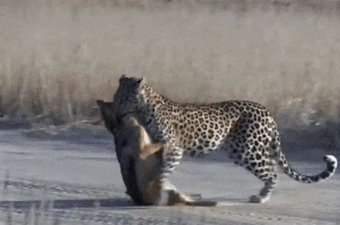 CLIP: Mải mê săn chim bồ câu, chó rừng từ kẻ đi săn biến thành con mồi của báo hoa mai