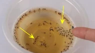 Chỉ cần một bát nước đặt ở góc nhà, muỗi và côn trùng tự động “biến mất” , mẹo hay mà ít ai biết!