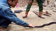 CLIP: Nhóm công nhân bắt sống rắn hổ mang chúa dài tới 3 mét