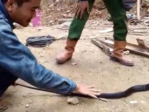 CLIP: Nhóm công nhân bắt sống rắn hổ mang chúa dài tới 3 mét