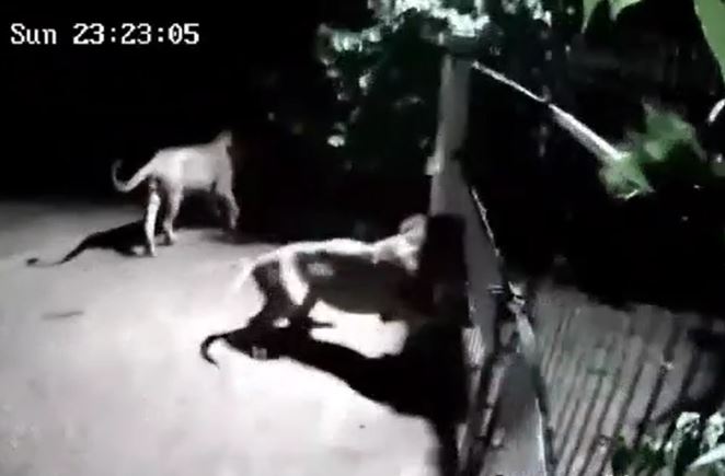 CLIP: Nửa đêm, 2 con sư tử tới cổng đe dọa chó nhà rồi nhận lại màn chống trả quyết liệt