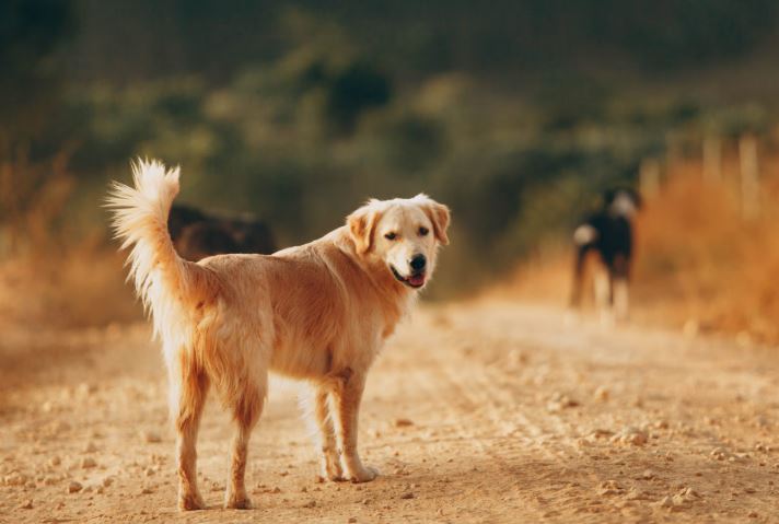 V&#xEC; sao ch&#xF3; th&#x1B0;&#x1EDD;ng &#xE2;m th&#x1EA7;m r&#x1EDD;i &#x111;i tr&#x1B0;&#x1EDB;c khi ch&#x1EBF;t? S&#x1EF1; th&#x1EAD;t &#x111;au l&#xF2;ng khi&#x1EBF;n ai c&#x169;ng ngh&#x1EB9;n ng&#xE0;o