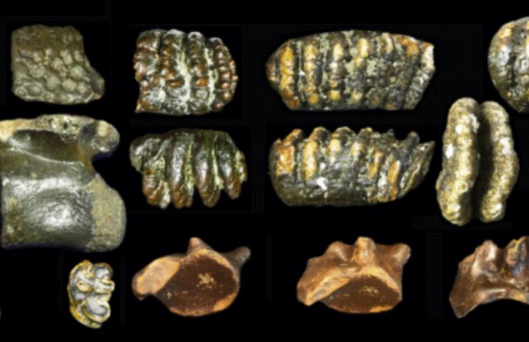 Hóa thạch dưới biển hé lộ thế giới bị lãng quên của người cổ