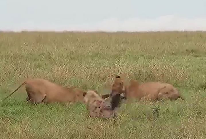 CLIP: Sư tử nổi điên, trừng phạt bầy linh cẩu tham lam