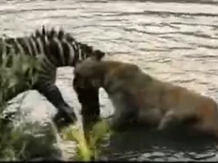 CLIP: Sư tử suýt chết đuối khi bị ngựa vằn “phản công” trong cuộc truy sát kịch tính