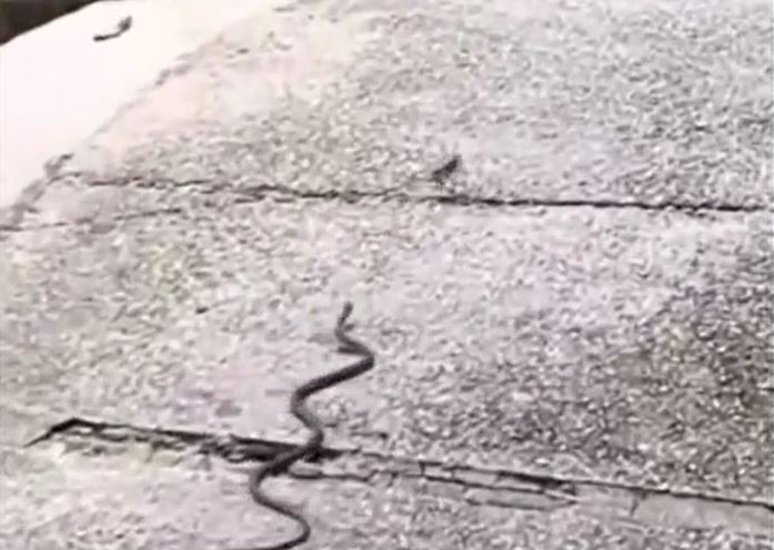 CLIP: Màn rượt đuổi kịch tính giữa rắn và thằn lằn