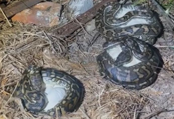 CLIP: Kinh hãi khi phát hiện 3 con trăn đang nằm cạnh nhau ấp trứng