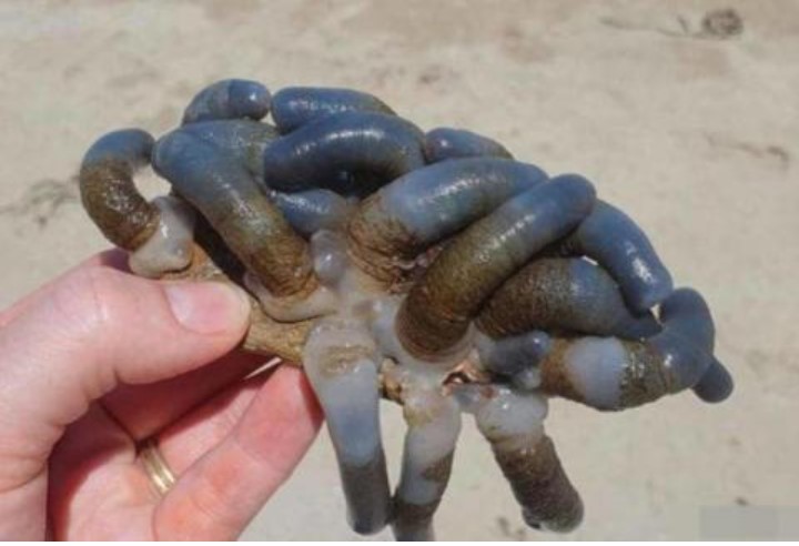 'Người ngoài hành tinh' màu xanh được phát hiện trên bãi biển Australia?