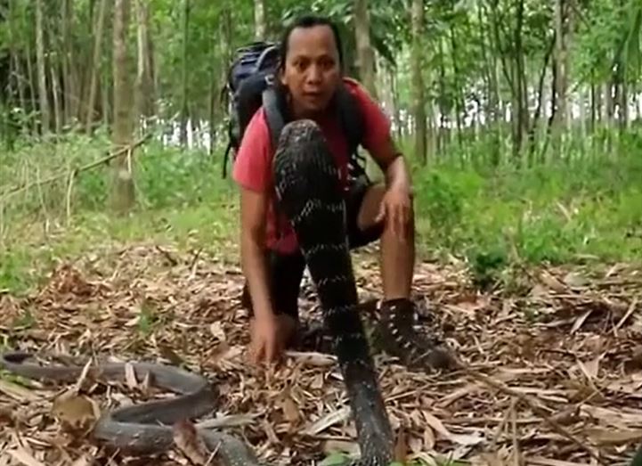 CLIP: Bị người đàn ông tiếp cận, rắn hổ mang chúa 'khủng' điên cuồng cắn trả và cái kết