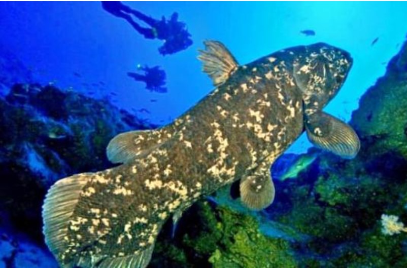 Loài động vật quý hiếm bậc nhất hành tinh, tuyệt chủng cách đây 70 triệu năm bất ngờ xuất hiện ở nơi rất gần Việt Nam