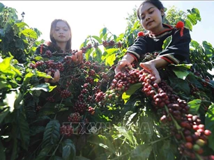 Lời giải cho bài toán 'được mùa mất giá' của nông sản Việt