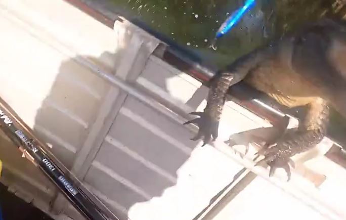 CLIP: Kinh hãi trước khoảnh khắc cá sấu lao lên ca nô tấn công du khách