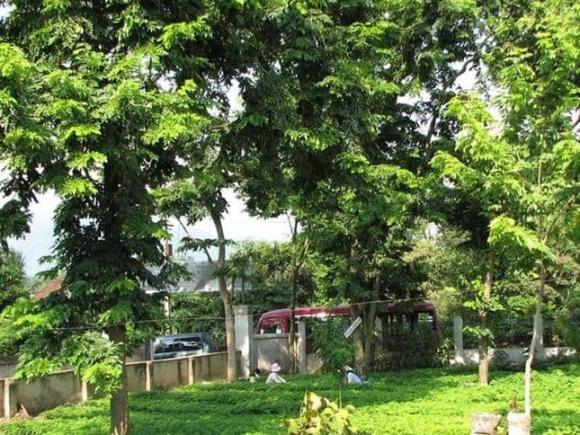 Thôn nghèo miền núi 'hốt bạc' nhờ trồng loại gỗ quý đắt như vàng: Nhà nhà xây biệt thự, người người sắm ô tô