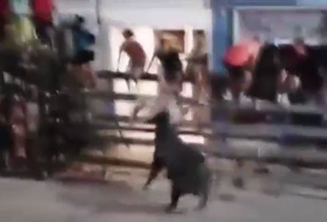 CLIP: Bị trêu chọc, bò đực nổi điên húc văng người đàn ông lên không trung