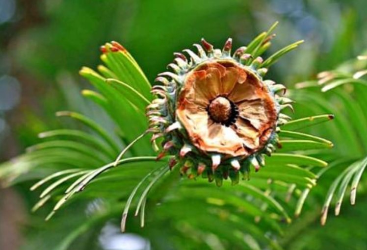 Loài cây 'hóa thạch sống' hồi sinh sau 2 triệu năm tuyệt chủng: Quý hiếm nhất hành tinh, hiện đang được trồng ở nơi bí mật