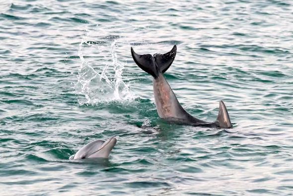 Cá heo tự đặt tên và những cái tên này có thể ẩn giấu thông tin bí mật