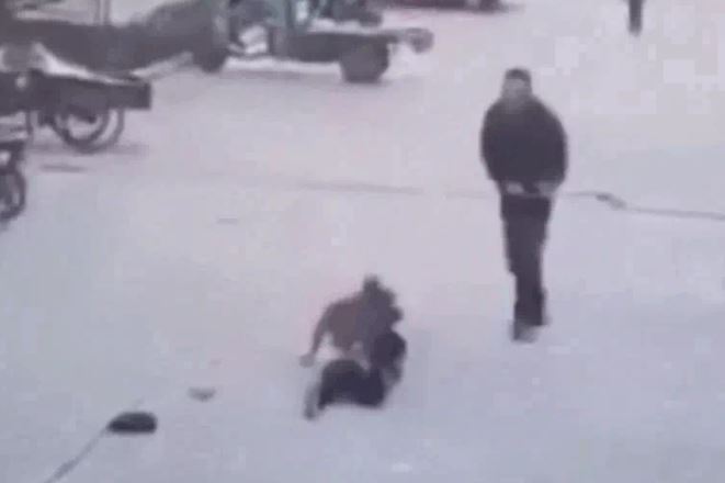 CLIP: Đang chơi đùa, bé gái 8 tuổi bị chó pitbull tấn công giữa phố và màn giải cứu kịch tính