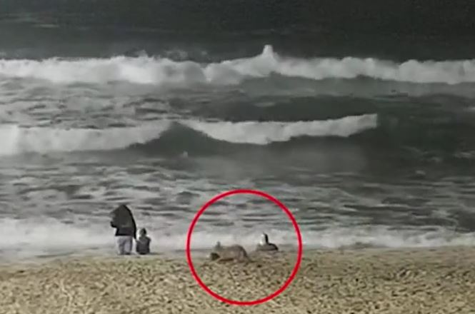 CLIP: Đi biển cùng gia đình bị chó sói tấn công, bé gái 2 tuổi tự vật lộn để cứu mình và cái kết 'thót tim'