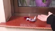 Chỉ với 1 củ hành tây đặt ở góc phòng, mẹo nhỏ đuổi côn trùng hiệu quả