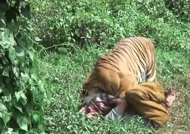 CLIP: Người đàn ông bị hổ vồ ngã, cắn vào đầu nhưng diễn biến sau đó khiến ai cũng 'sốc'