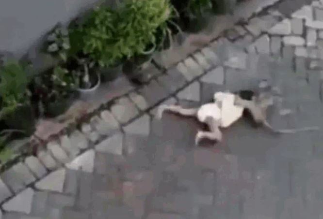 CLIP: Đang đi xe đạp, khỉ vội vàng phóng xuống rồi kéo lê bé gái trên đường