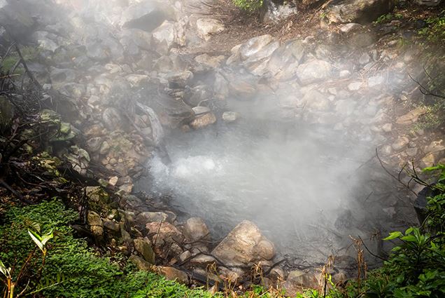 Cây xanh có thể trở thành “máy dò” phun trào núi lửa