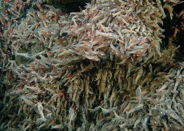 Tôm không mắt sống gần miệng núi lửa 450°C: Bí ẩn sinh tồn thách thức hiểu biết khoa học