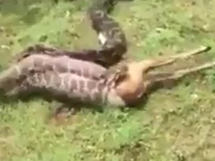 CLIP: Cảnh tượng kinh hoàng, trăn khổng lồ nuốt chửng nai chỉ trong 20 giây