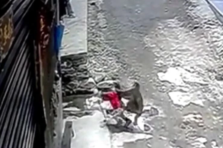Ảnh cắt từ clip.