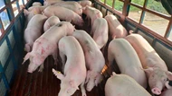 Giá heo hơi ngày 29/5/2025: Xu hướng đi lên ở cả ba miền