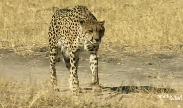 CLIP: Bị khỉ đầu chó truy đuổi, báo săn tháo chạy thoát thân