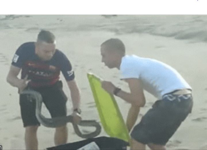 CLIP: Người đàn ông dùng tay không bắt 'cỗ quan tài di động' đang nằm phơi nắng trên bãi biển