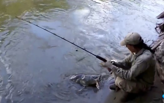 CLIP: Cần thủ kéo được cá khổng lồ sau màn giằng co kịch tính trên sông