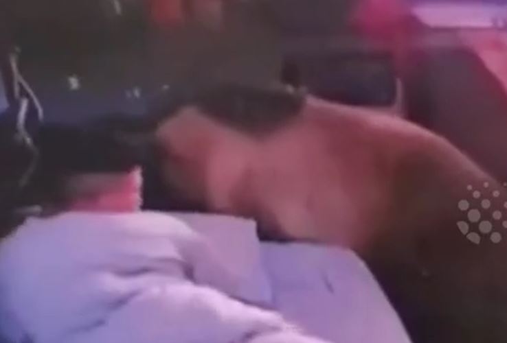 CLIP: Đang ngủ thì tỉnh dậy vì tiếng động lạ, người đàn ông có màn xử trí cực 'đỉnh' khi phát hiện gấu nâu cách 25cm