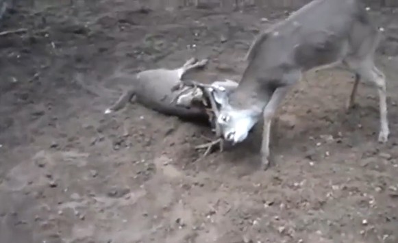 CLIP: Hươu đực suýt bỏ mạng vì bị đối thủ vặn "gãy cổ" trong trận chiến sinh tồn