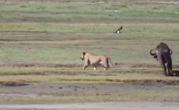 CLIP: Sư tử cái đơn độc tấn công trâu rừng và nhận cái kết ngoài dự đoán