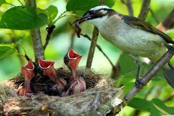 Tổ chim không mái: Thiên chức làm cha mẹ và bài học từ thiên nhiên