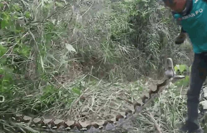 CLIP: Bị đe dọa, trăn gấm nổi điên tấn công người đàn ông và cái kết