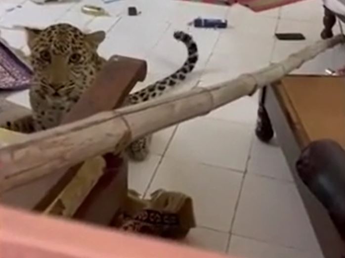 CLIP: Báo hoa mai đột nhập vào phòng, cả khách sạn lập tức náo loạn