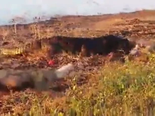 CLIP: Cá sấu khổng lồ bất ngờ lao lên bờ, cướp trắng bữa tiệc của bầy chó hoang