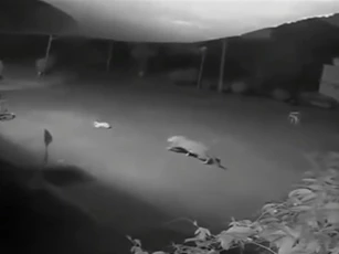 CLIP: Liều lĩnh đột nhập nhà dân, báo hoang sát hại chó ngay giữa sân