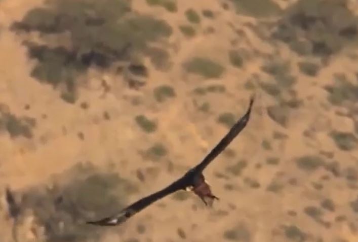 CLIP: Đại bàng đực làm mồi nhử giúp đại bàng cái tung đòn kết liễu chuột đá