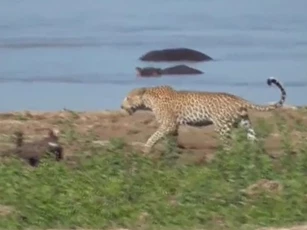 CLIP: Báo hoa mai liều lĩnh lao vào giữa bầy cá sấu để cướp mồi