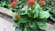 Bất ngờ với công dụng giải rượu từ cây lá bỏng, loại cây mọc hoang quen thuộc