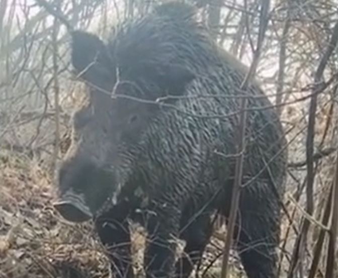 CLIP: Đang chăn cừu, người đàn ông đụng độ lợn rừng 'khủng' và cái kết khiến người xem 'thót tim'