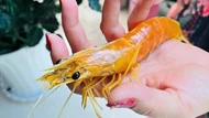 Nông dân phát hiện tôm sú vàng óng hiếm thấy sau hơn 25 năm nuôi tôm