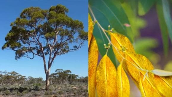 Việt Nam trồng bạt ngàn loại lá chứa vàng thật, cô đặc là ra vàng 'kho báu' trước mắt mà nhiều người không biết